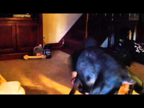 Doberman vs vile squeak toy