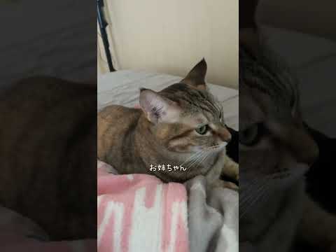 猫が好きすぎて発作🤦‍♀️ #猫 #猫のいる暮らし #shorts