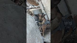 Echo — locates and alerts on a hidden person during rubble Search & Rescue training