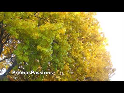 Amazing Fall colors - 2020 Nov