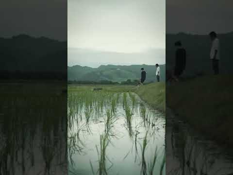 RICE475 - 漏れがないように、端から隅々まで除草していきます💪🏻