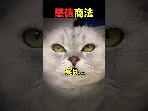 猫も頭を使う時代