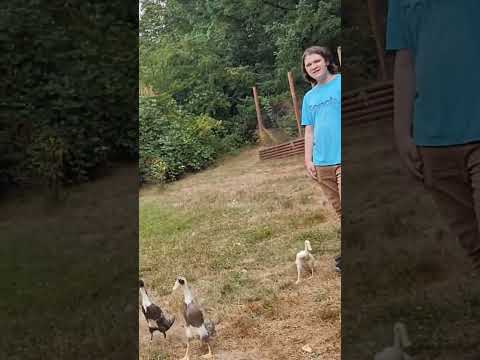 Walking the ducks #ducks #duckling #raisingbirds #cuteanimals