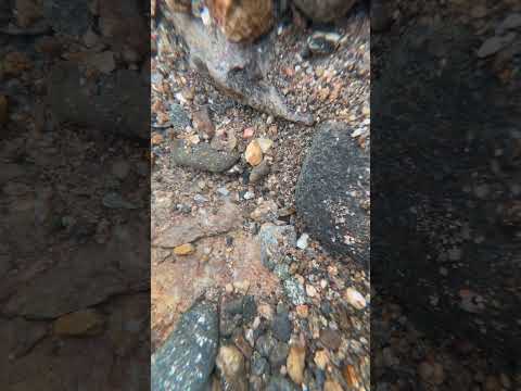 This nugget didn’t want to be found 🫣🤬 #gold #underwater #goldpanning #goldprospecting #goldrush