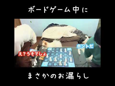 ボードゲーム中にお漏らししちゃった奴　#shorts #ゲーム #ボードゲーム #犬 #ガイスター