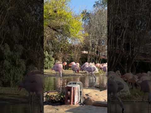 Flamingos @SeaWorld #sanantonio #shorts #DreamTrackAI Smooth and fluffy