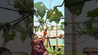 Planting 🤍 #bihar #funny #patna #comedy #garden #love #patnadiaries #reel #plants #nature #viral