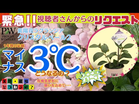 株が大丈夫なのか駄目なのかは○○で分かります、落葉樹は寒い時期心配ですね【ガーデニング】【園芸】グリーンアドバイザーが実践栽培！ラグランジアの一年間の花記録【冬の管理】植え方・育て方