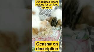 our adopted kittens looking for cat food sponsor gcash# 09755576540 thank you #kittens #catsvideo