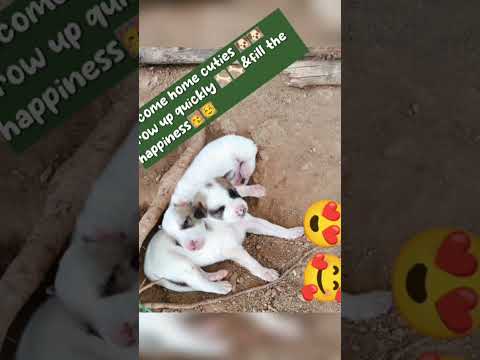#animallover  #doglover #adorable dog #puppylife