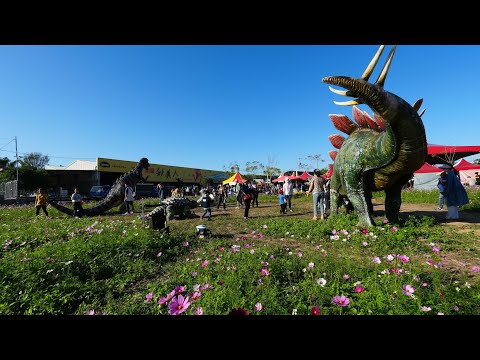 苗栗銅鑼2024杭菊芋頭節,杭菊園Miaoli Tongluo Chrysanthemum Taro Festival_20241123