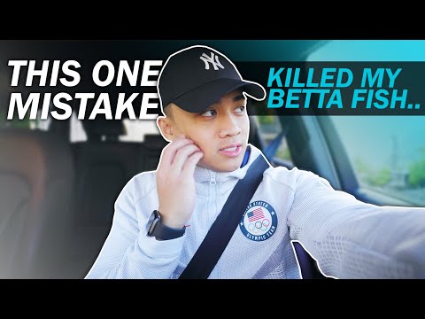 This one mistake killed all my bettas... (Q&A + vlog)