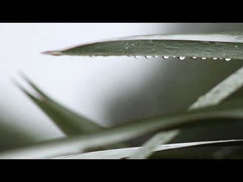 9 hours of relaxing  sleep music ●sleep music fall asleep fast meditation music #gentlerainsounds