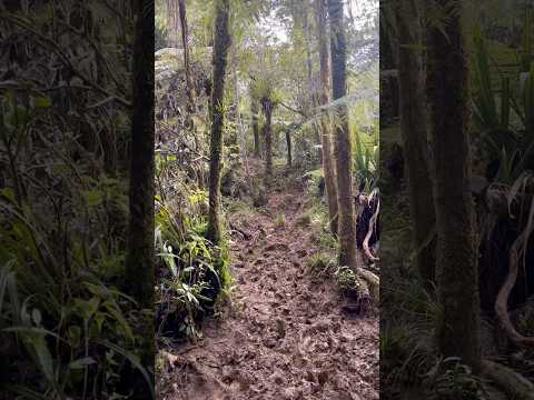 Day 6 hiking Te Araroa