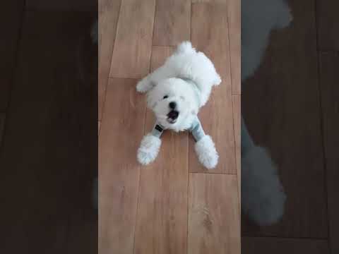 귀여운아기푸들 짖는소리/baby poodle barking