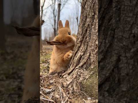 Baby Bunny Munches on Crunchy Leaves! #cute #rabbit #trending #shorts #sky