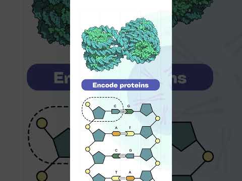 Discover the Hidden Code of DNA in Less Than a Minute