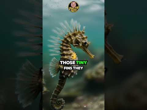 Fun Facts About Seahorses The Ocean’s Most Unique Creatures!