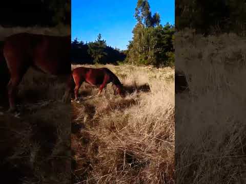 el. tabo - tabito caballo #eltabo #beach #tabibito
