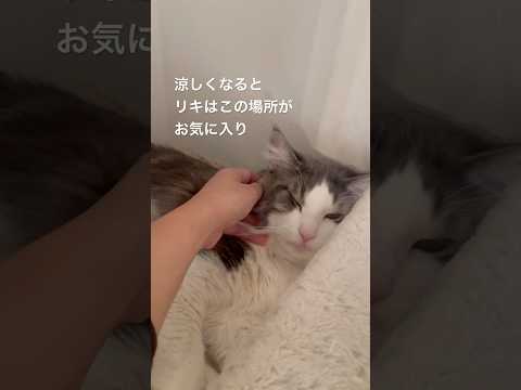 お気に入りの場所#癒し猫#母猫 #親子猫#ノルウェージャンフォレストキャット #猫の寝顔