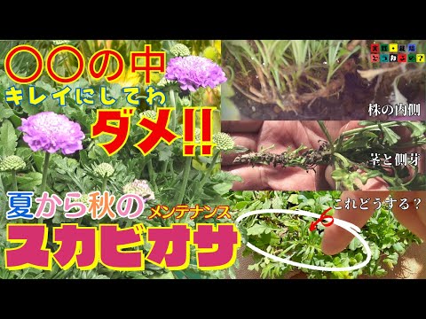 実践・栽培・どうなるの？【メンテナンス夏の花】【スカビオサ】夏から秋のメンテナンス【挿し木・挿し芽】育て方!!