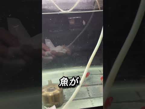エアホースに着く汚れの正体は『バクテリア』です！無害ですが見た目が悪いので何度か掃除していくうちに発生しにくくなりますよ！金魚ショップあまてらす#金魚#長野県#アクアリウム#水換え