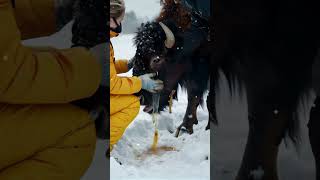 Dramatic Rescue! Bison Almost Attacked by Millions of Bees#shorts