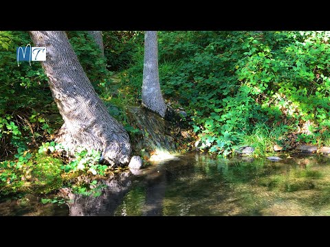 Relaxing Flute Music, Sleep Music, Calming Music, Flute Music, Relax, Flute, Spa, Study Music, ☯1949