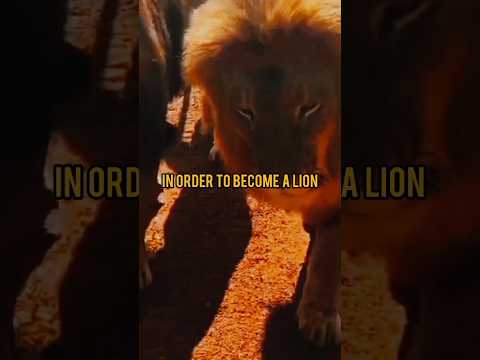 You must hang around with lions #motivation #lifelessons #shorts