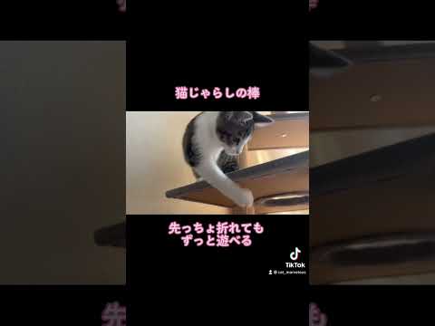 猫じゃらしの棒、先っちょ折れてもずっと遊べる💞🐾