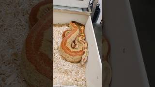 Gravid Hypo Labyrinth Motley 100% het Kahl poss het Blood, we ran to a Red Dragon. Pls prove out!