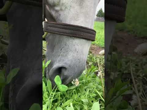 挨拶に来てくれたオメガパフューム#競走馬