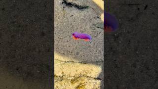 What I Found in the Tide Pools Blew My Mind! 🐟 🦀