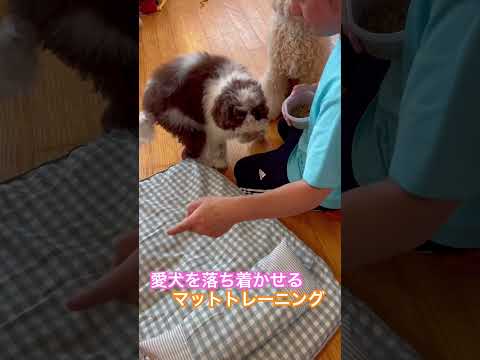 ※説明欄見てね！【愛犬を落ち着かせるマットトレーニング】