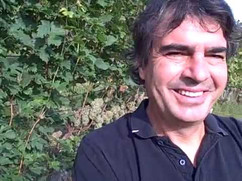 DBGitalia visits Cornarea's Pier Bovone as he harvests their 2019 Roero Arneis, Sept.