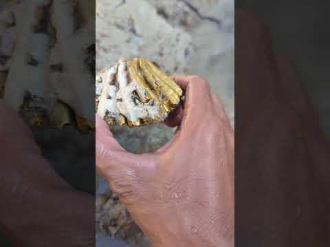 gold treasure hunt in the forest #goldhunter