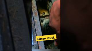 Tiny Kitten Trapped in Sewer – Heartwarming Rescue! #animalrescue #cats