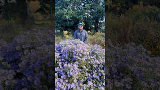 Aromatic aster