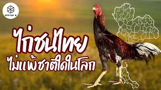 “ไก่ชนไทย” มรดกของชาติ ตั้งแต่สมัยสุโขทัย  | “กระจกหกด้าน” ตอน “ไก่ชนไทย”