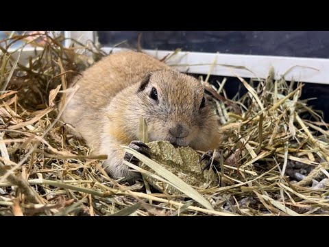 リチャードソンジリスのぐうたらおやつタイム🍃　熱帯倶楽部吉祥寺店