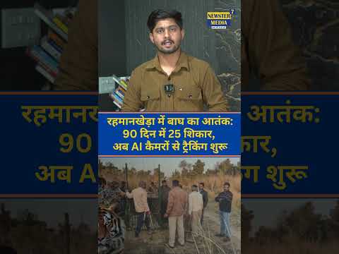 रहमानखेड़ा में बाघ का आतंक: 90 दिन में 25 शिकार, अब AI कैमरों से ट्रैकिंग शुरू..