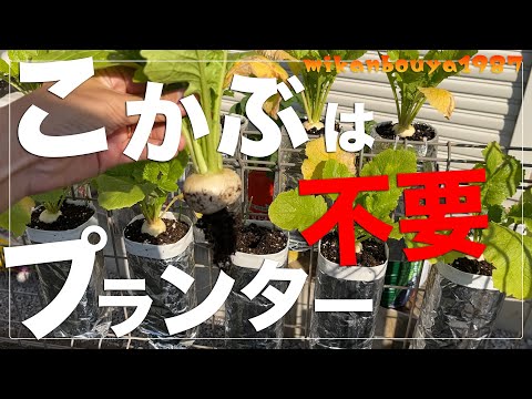 【なんでも育つ！】ペットボトルでもこかぶは育つ！｜ペットボトル栽培｜フェンス栽培