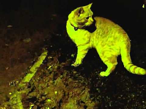 Cat With A Live Mouse On Glebe Road, Harborough