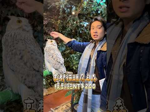 貓頭鷹摸到飽只要200元！觸感竟然這麼….？