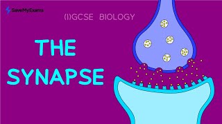 Synapses - GCSE/IGCSE Biology Revision (Everything You Need for Exams)