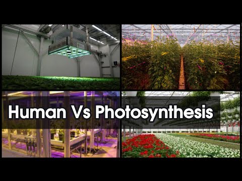 Impact of human activities on photosynthesis || Human Vs  Photosynthesis