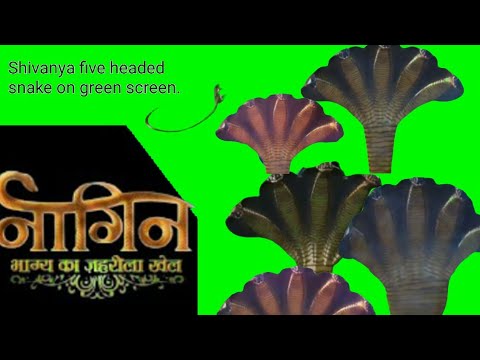 shivanya five headed snake on green screen