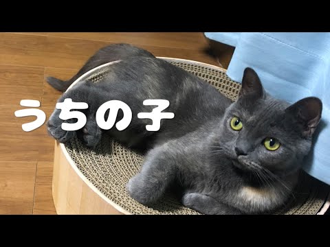 うちの子 / 初音ミク