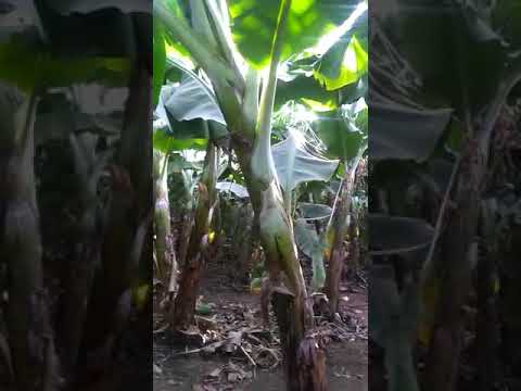 Ultra high density banana plantation