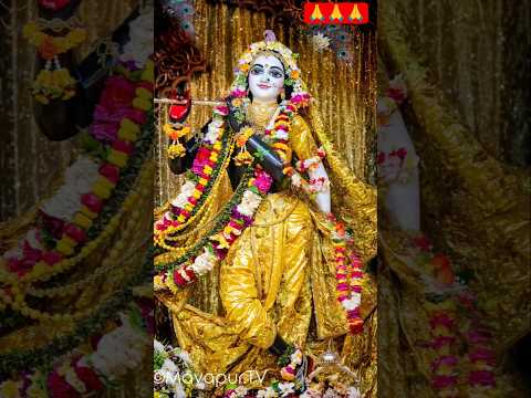 ➤ A wonderful Darshan of God❤️❤️❤️🙏🌹🥀#Iskcon#ইসকন #harrinam #sort #Moulovibazar #harekrishna #kirtan